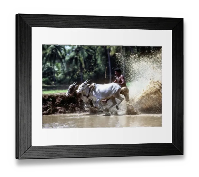 Framed Print : Racing bullocks and jockey (Kunjan aged 40)