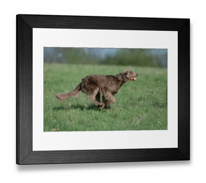 Framed Print : Longhaired Weimaraner, page