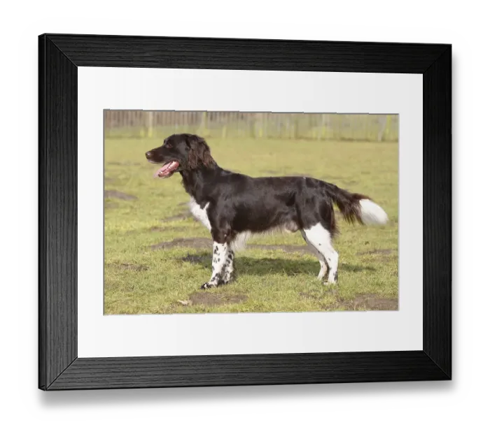 Framed Print : Small Muensterlander, lateral Framed Print : Small Muensterlander, lateral
