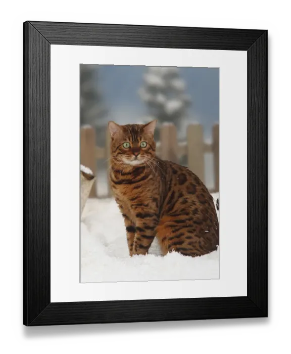 Framed Print : Bengal cat, male, lateral Framed Print : Bengal cat, male, lateral