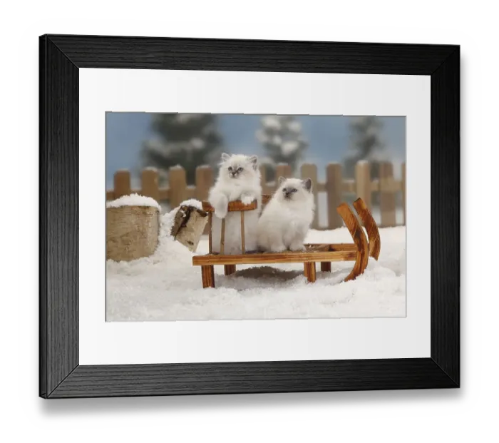 Framed Print : Sacred Cat of Burma, kitten, 8 weeks