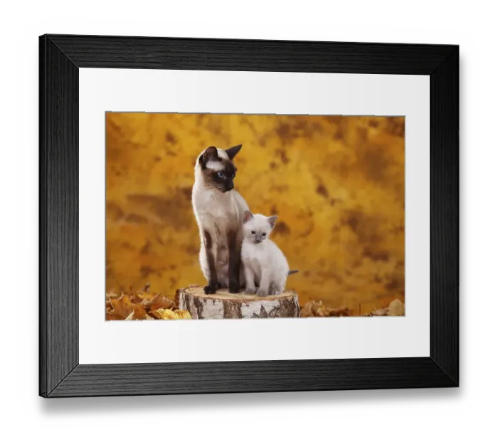 Framed Print : Siamese cat (old type), seal-point Framed Print : Siamese cat (old type), seal-point