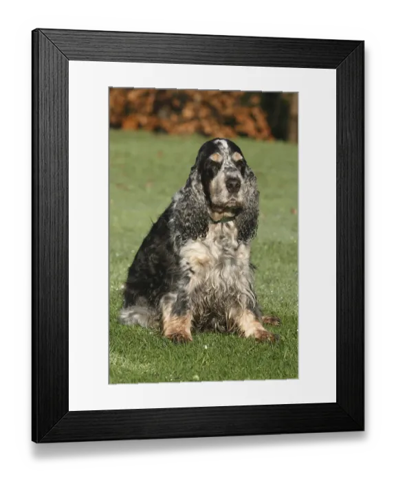 Framed Print : Cocker Spaniel (blue and white) sitting in a meadow Framed Print : Cocker Spaniel (blue and white) sitting in a meadow