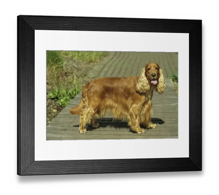 Framed Print : Cocker Spaniel, English Cocker Spaniel