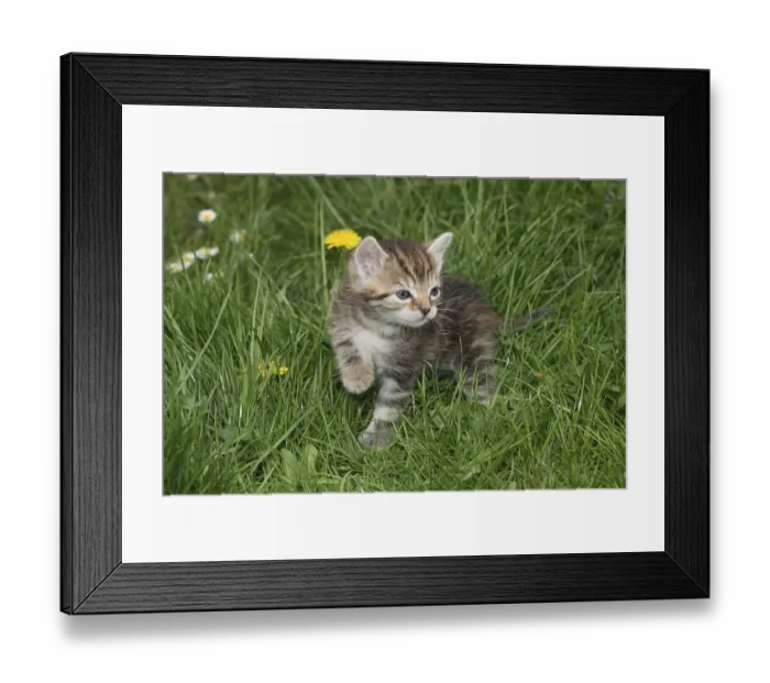 Framed Print : Young domestic cat in the grass