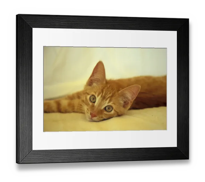 Framed Print : Young domestic kitten, 3 mon Framed Print : Young domestic kitten, 3 mon