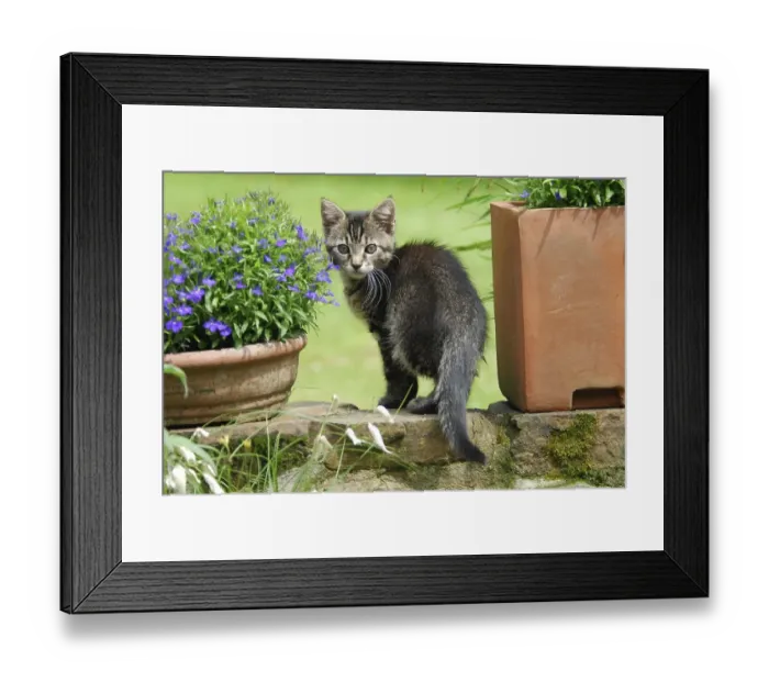 Framed Print : Young domestic kitten, tabby, on a wall between flowerpots