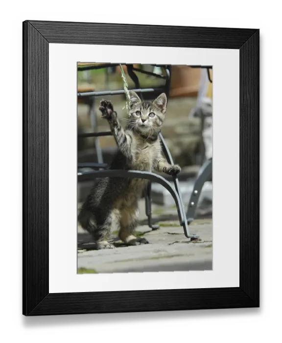 Framed Print : Young domestic kitten, tabby, standing erect at a garden chair and playing with a blade of grass Framed Print : Young domestic kitten, tabby, standing erect at a garden chair and playing with a blade of grass