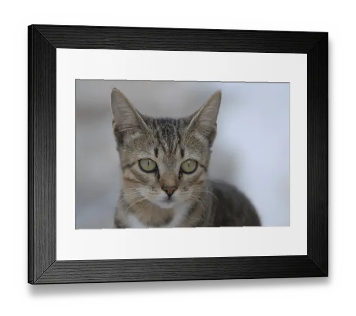 Framed Print : Young domestic kitten, Tabby with white