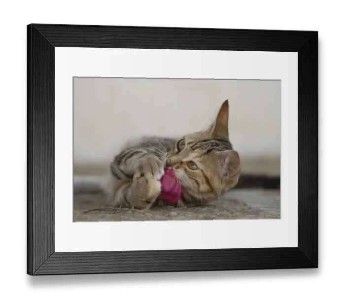 Framed Print : Young domestic kitten, tortie tabby with white