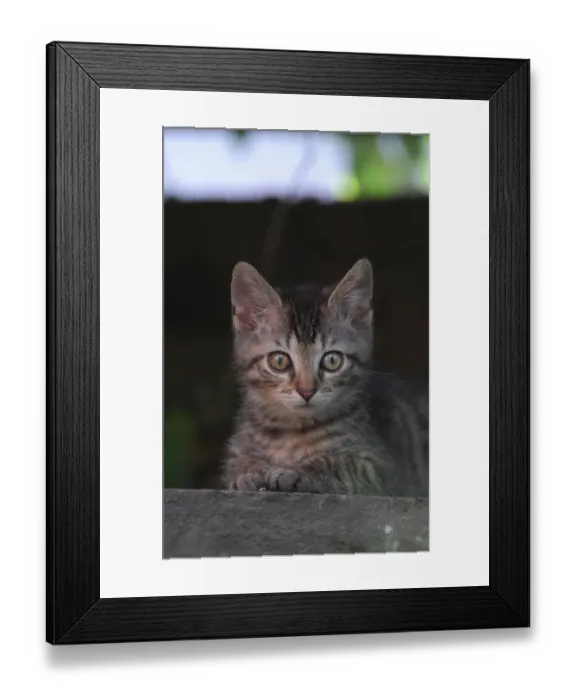 Framed Print : Young domestic kitten, tabby, is lying on a stone in the garden