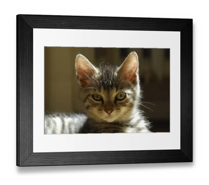 Framed Print : Young domestic kitten, mackerel Framed Print : Young domestic kitten, mackerel