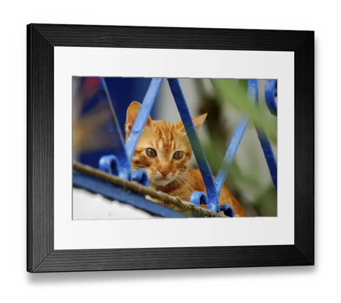 Framed Print : Young domestic kitten, Red Tabby