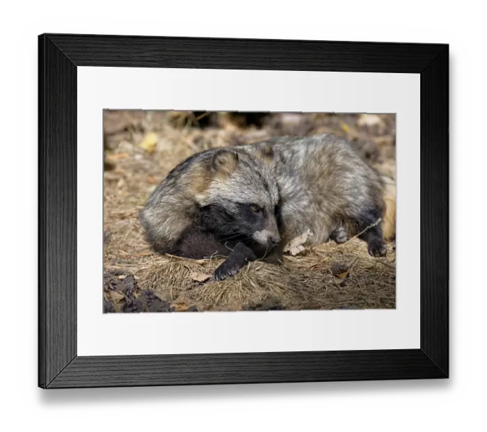 Framed Print : Tanuki
