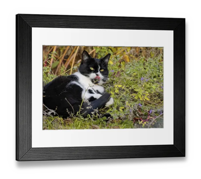 Framed Print : Cat in the catnip
