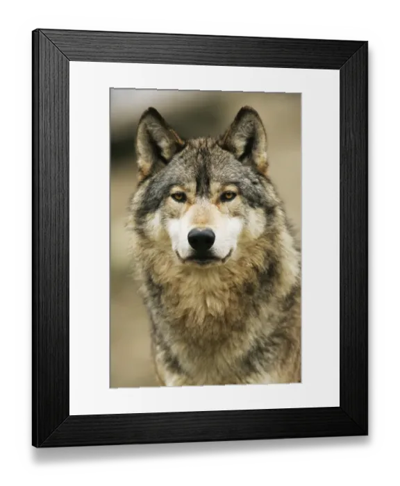 Framed Print : Gray wolf (Canis lupus)