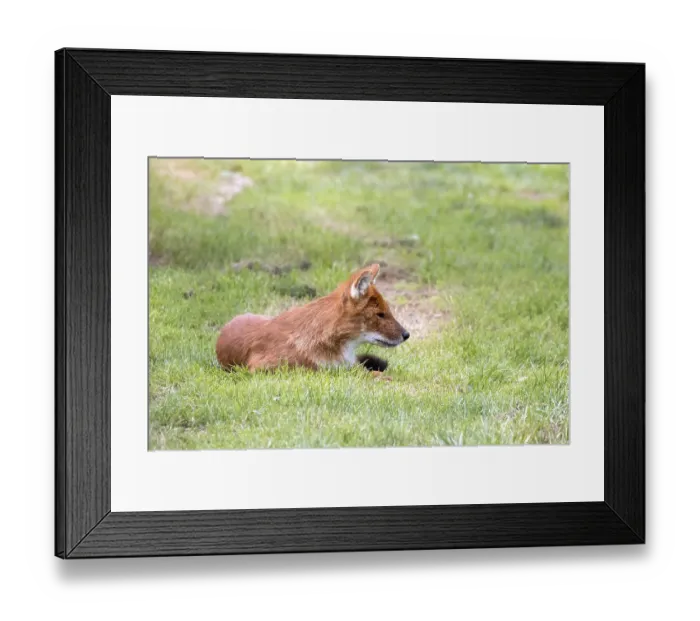 Framed Print : Dhole also called the Asiatic wild dog (Cuon alpinus) or Indian wild dog Framed Print : Dhole also called the Asiatic wild dog (Cuon alpinus) or Indian wild dog