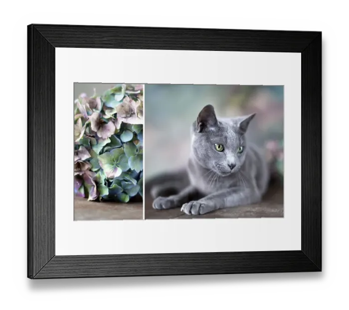 Framed Print : Portrait of a Russian Blue Pedigree Cat