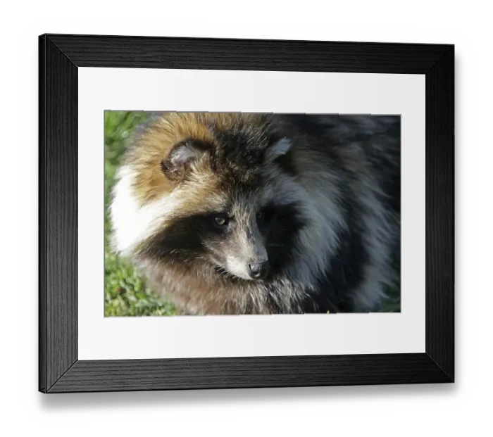 Framed Print : Tanuki Framed Print : Tanuki