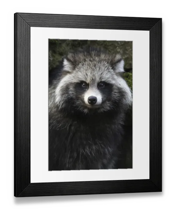 Framed Print : Tanuki