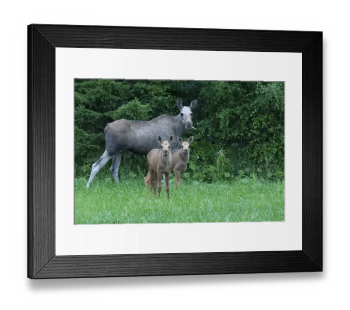 Framed Print : Elks (Alces alces) Females and young animals