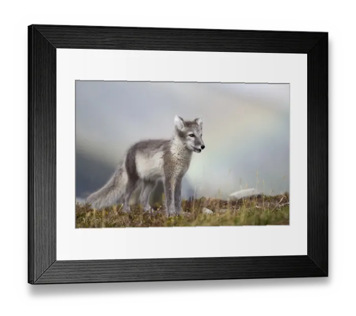 Framed Print : Young Arctic fox (Alopex lagopus)