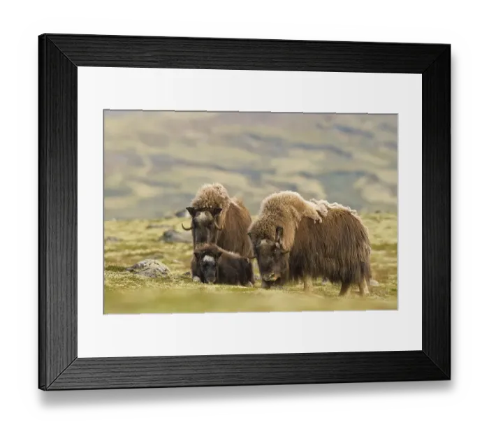 Framed Print : Musk oxes (Ovibos moschatus), Old animals with young animals