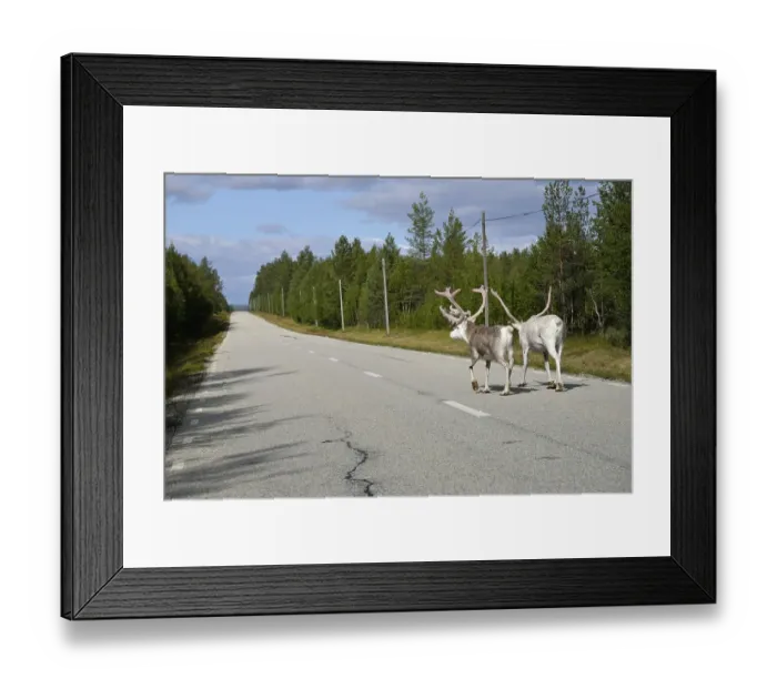 Framed Print : Reindeer (Rangifer tarandus) on a country road