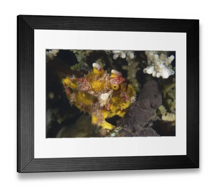 Framed Print : Warty frogfish (Antennarius maculatus)