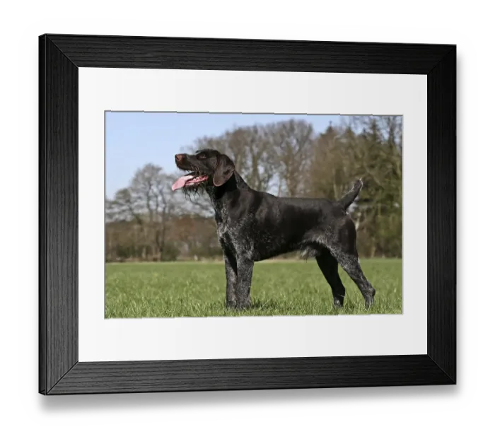 Framed Print : German wirehaired pointer
