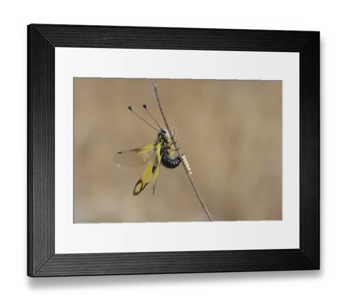 Framed Print : Cretan butterfly shad, Crete (Libelloides rhomboides ssp)