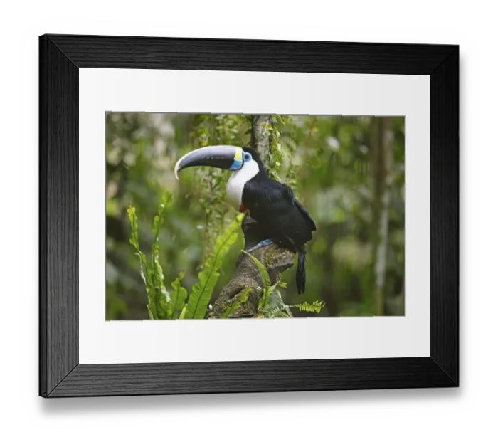 Framed Print : White-throated toucan (Ramphastos tucanus)