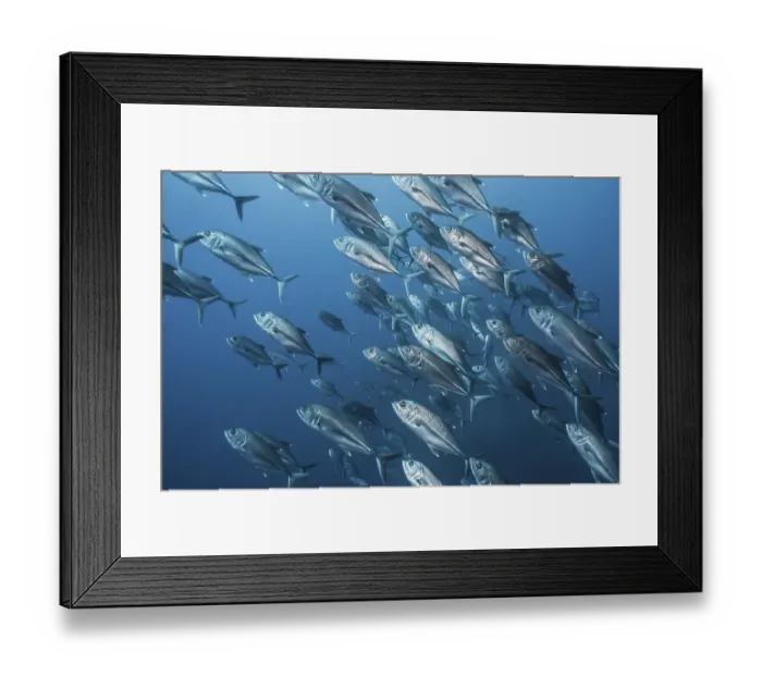 Framed Print : Bigeye trevally (Caranx sexfasciatus) school