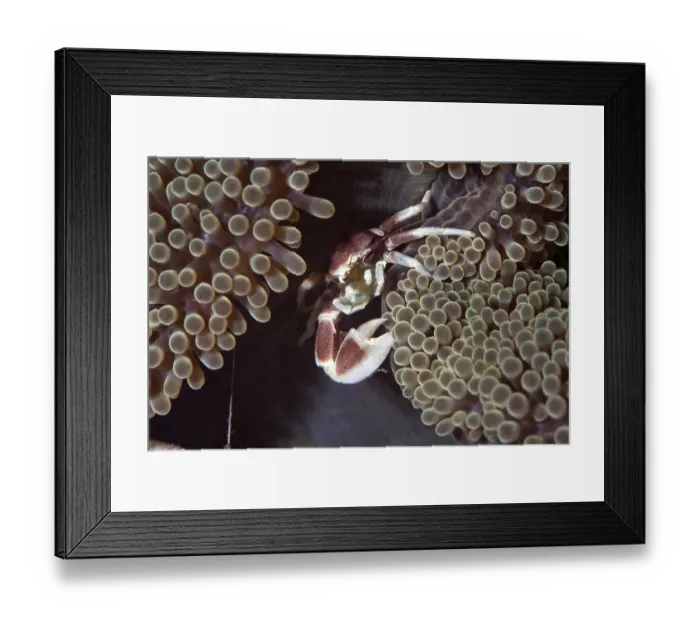 Framed Print : Porcelain Anemone Crab (Neopetrolisthes maculatus) in anemone Framed Print : Porcelain Anemone Crab (Neopetrolisthes maculatus) in anemone