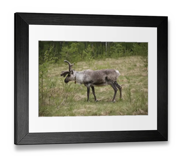 Framed Print : Reindeer (Rangifer tarandus)