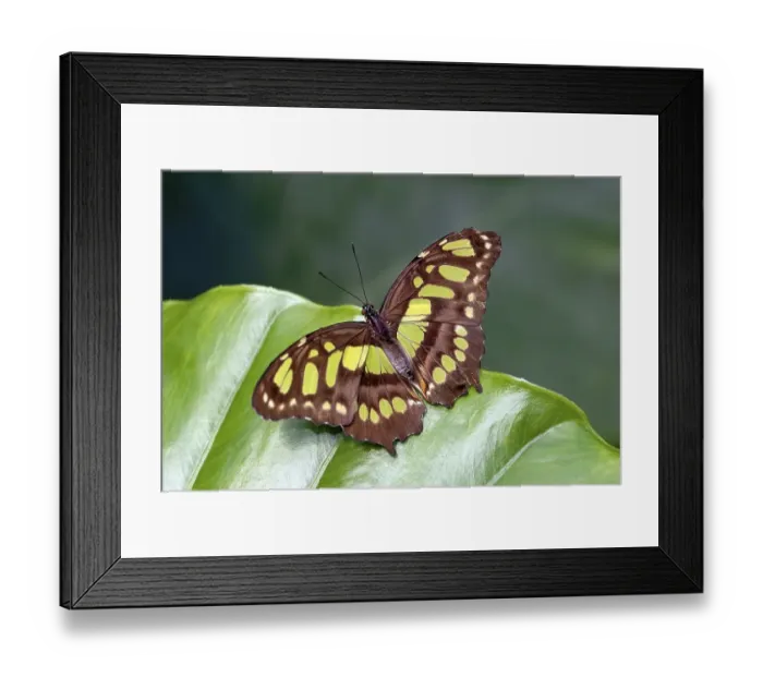 Framed Print : Malachite butterfly (Siproeta stelenes) on a plant leaf Framed Print : Malachite butterfly (Siproeta stelenes) on a plant leaf