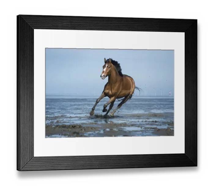 Framed Print : Brown horse, warmblood with blaze galloping in the mud flats on the beach