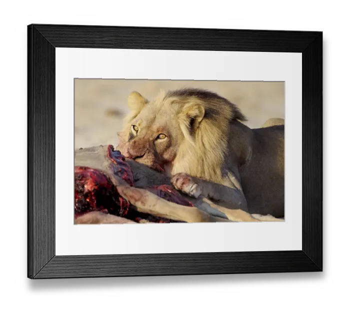 Framed Print : Lion (Panthera leo), feeding, Nxai Pan National Park