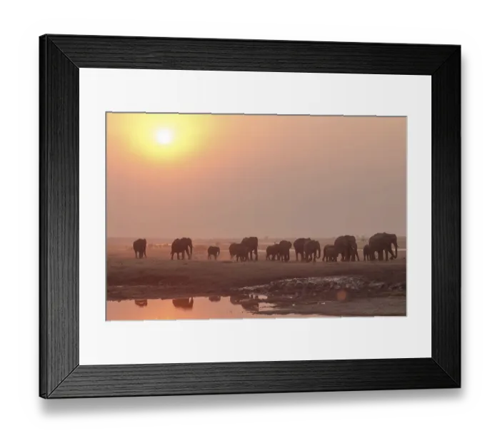 Framed Print : African Bush Elephants (Loxodonta africana)