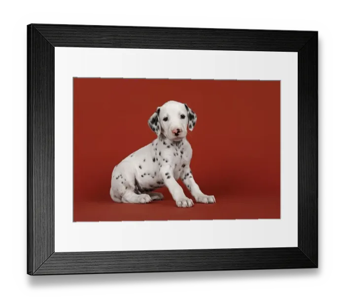 Framed Print : Dalmatian, puppy, 6 weeks