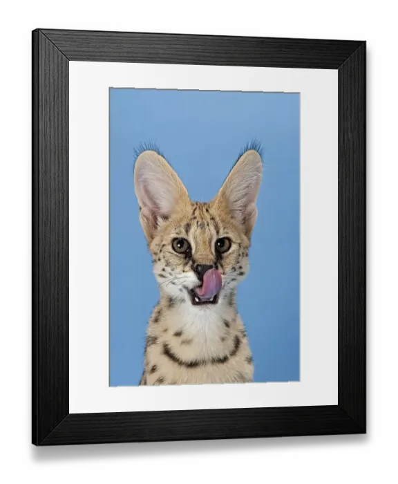 Framed Print : Serval (Leptailurus serval), 5 months Framed Print : Serval (Leptailurus serval), 5 months