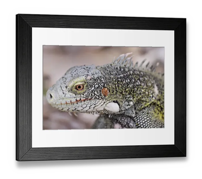 Framed Print : Green Iguana (Iguana iguana), Curacao