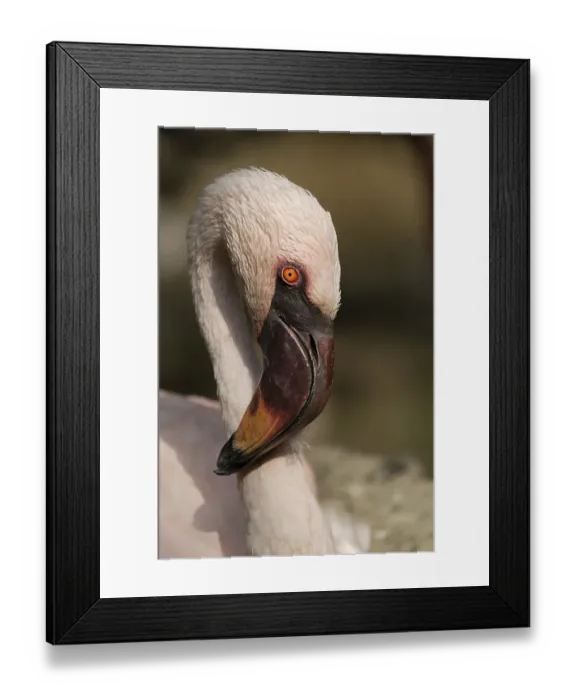 Framed Print : Caribbean Flamingo (Phoenicopterus ruber ruber)