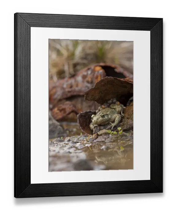 Framed Print : Common midwife toad (Alytes obstetricans)