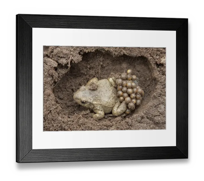 Framed Print : Common midwife toad (Alytes obstetricans) Framed Print : Common midwife toad (Alytes obstetricans)