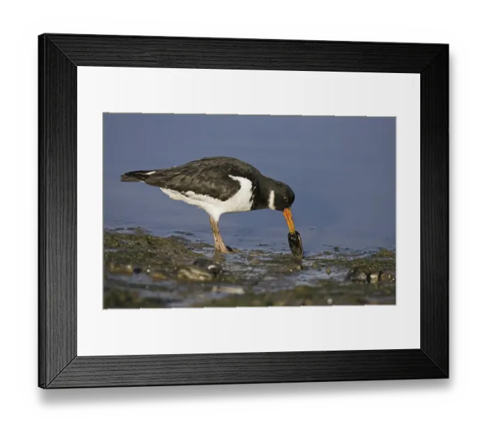 Framed Print : Eurasian Oystercatcher (Haematopus ostralegus) Framed Print : Eurasian Oystercatcher (Haematopus ostralegus)