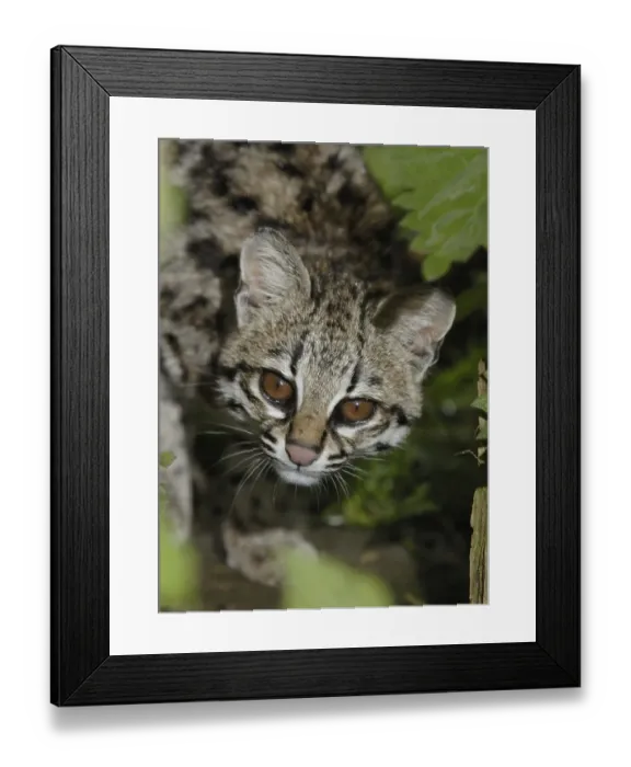 Framed Print : Oncilla, Little Spotted Cat, Tigrillo