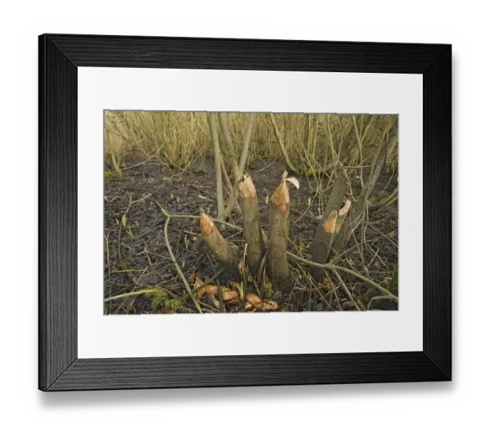 Framed Print : Eurasian Beaver (Castor fiber)
