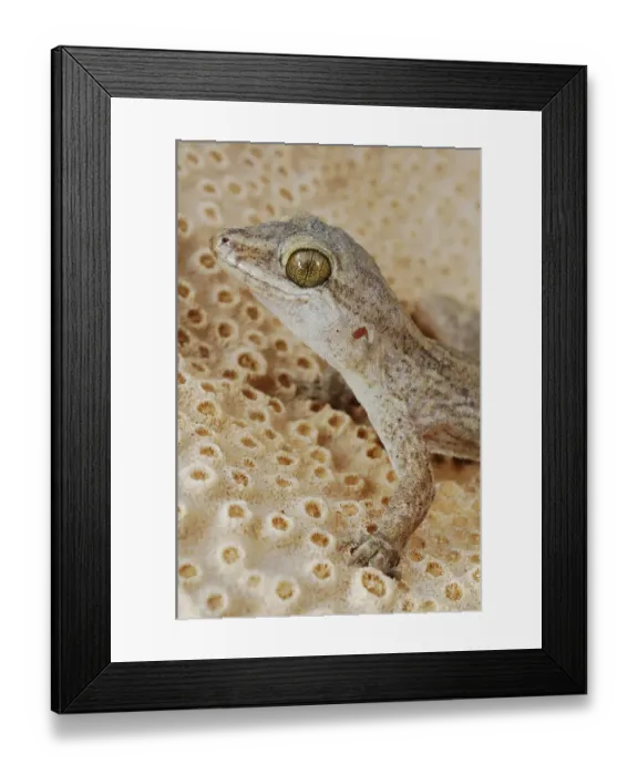 Framed Print : Socotran Gecko (Haemodracon trachyrhinus)