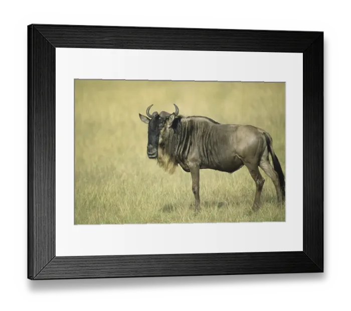 Framed Print : Blue Wildebeest (Connochaetes taurinus) Framed Print : Blue Wildebeest (Connochaetes taurinus)